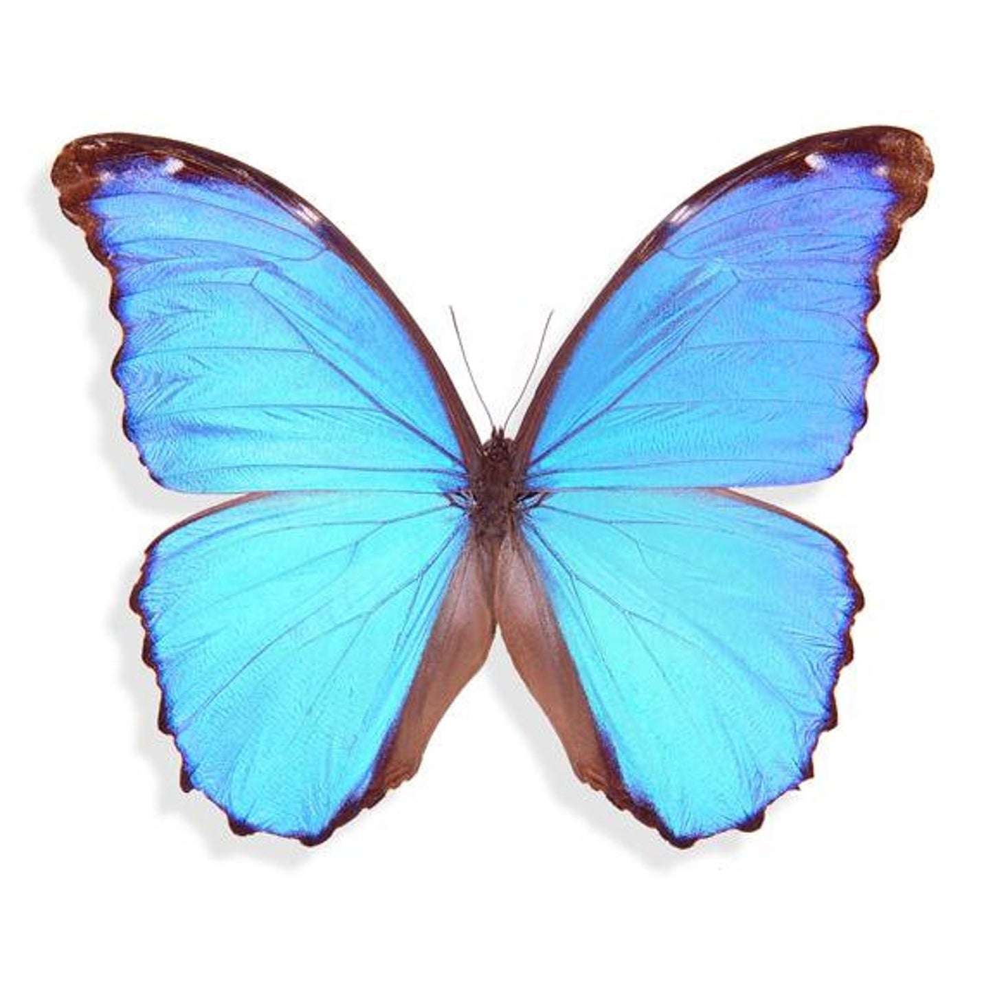ARETES ACERO MORPHO