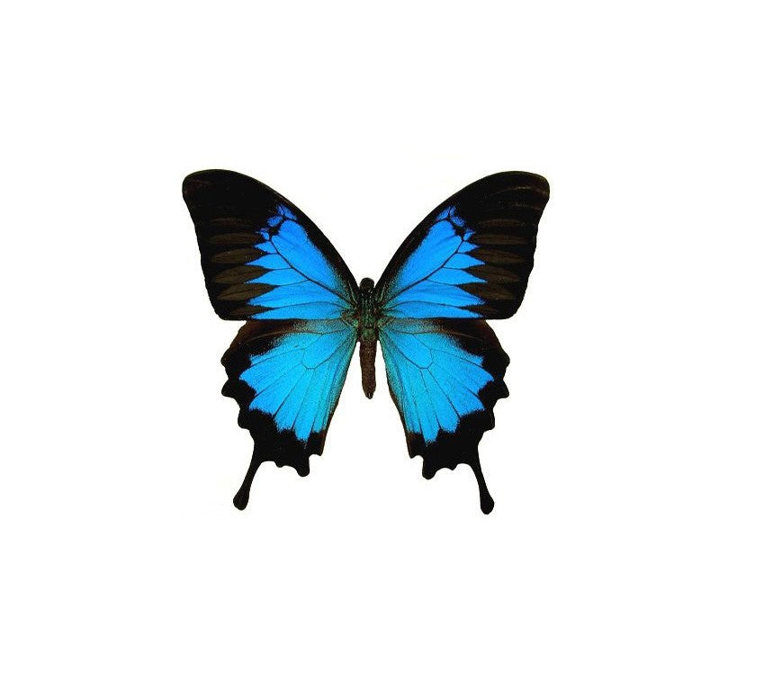 ANILLO ACERO ULYSSES CÍRCULO