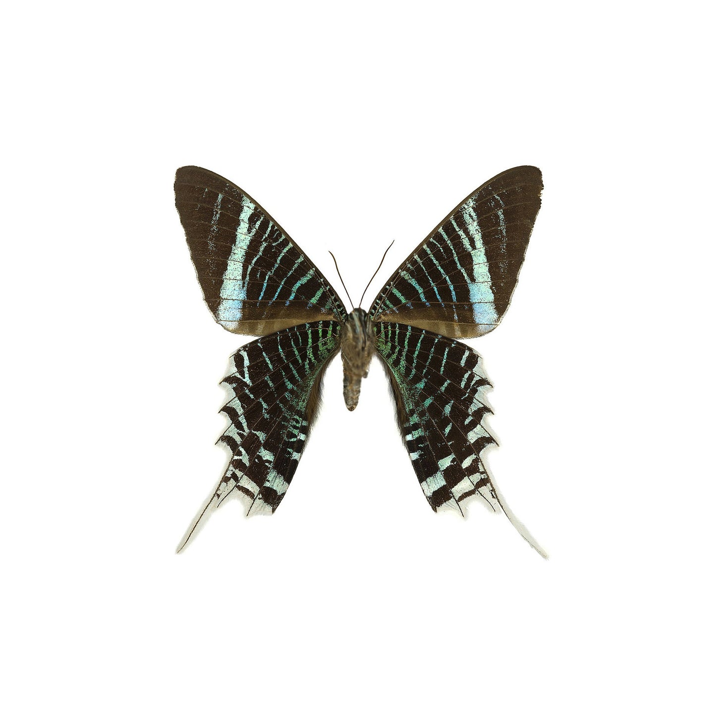 ARETES FILIGRANA LEILUS