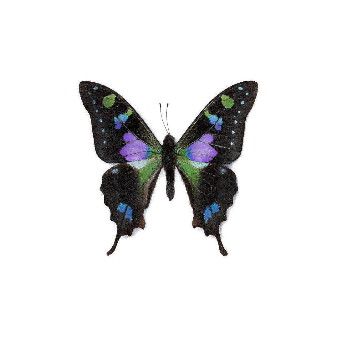 ARETES FILIGRANA PUNTO AZUL