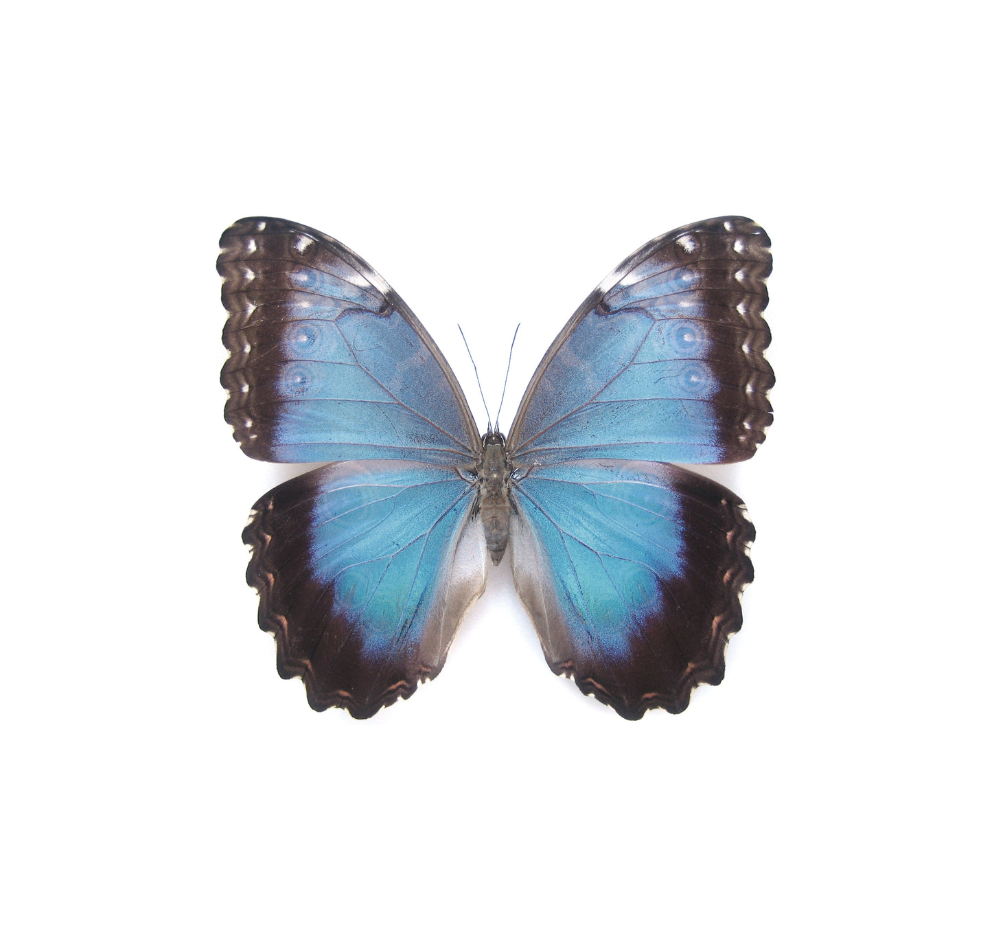 ARETES FILIGRANA PELEIDES