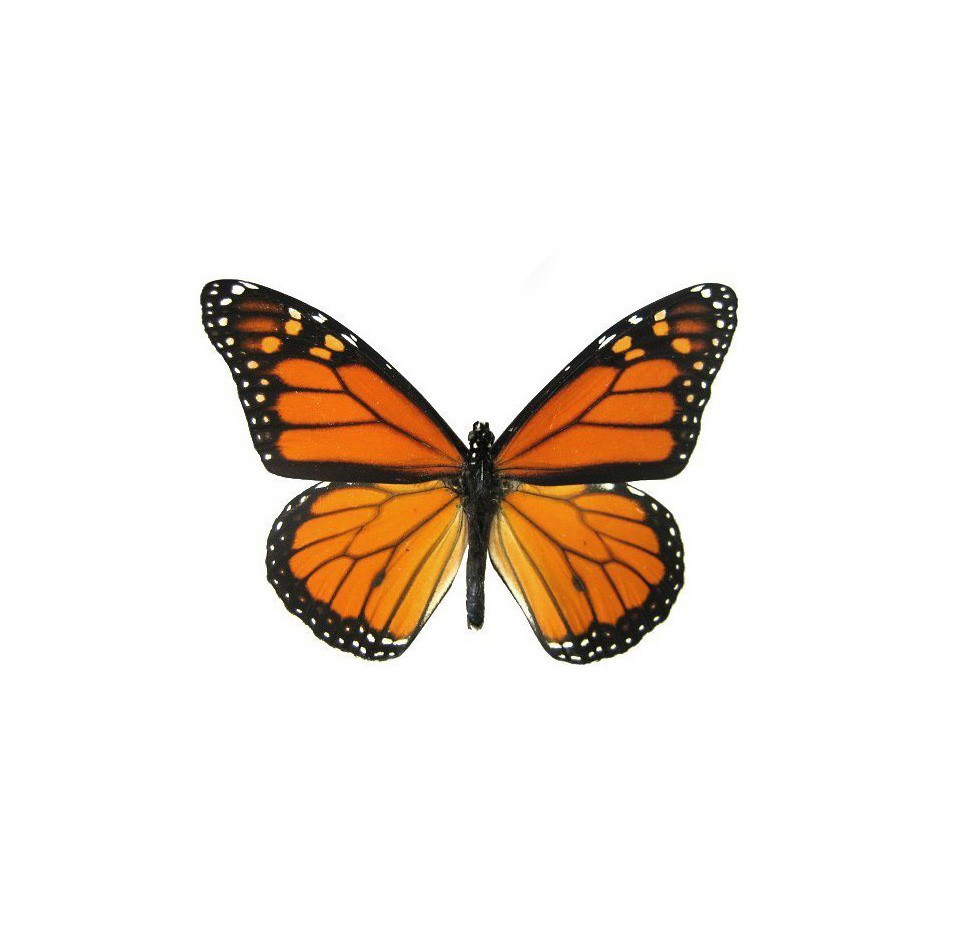 ARETES MONARCA ACERO I