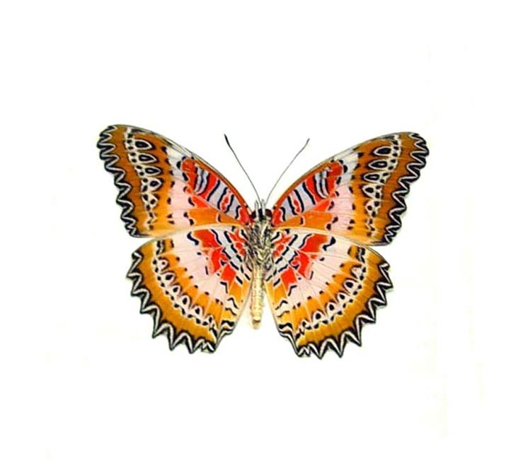 COLLAR ALA CETHOSIA