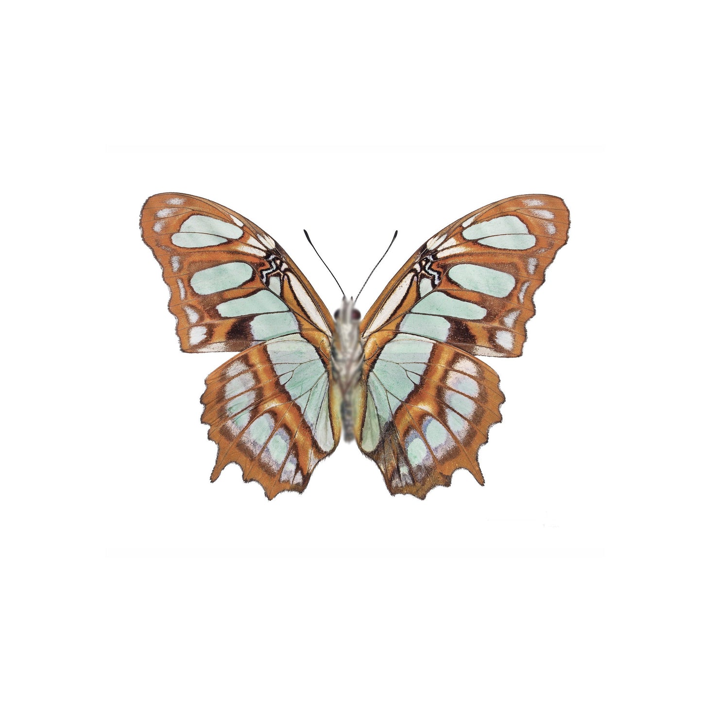 ARETES STELENES SUPERIOR DORADO