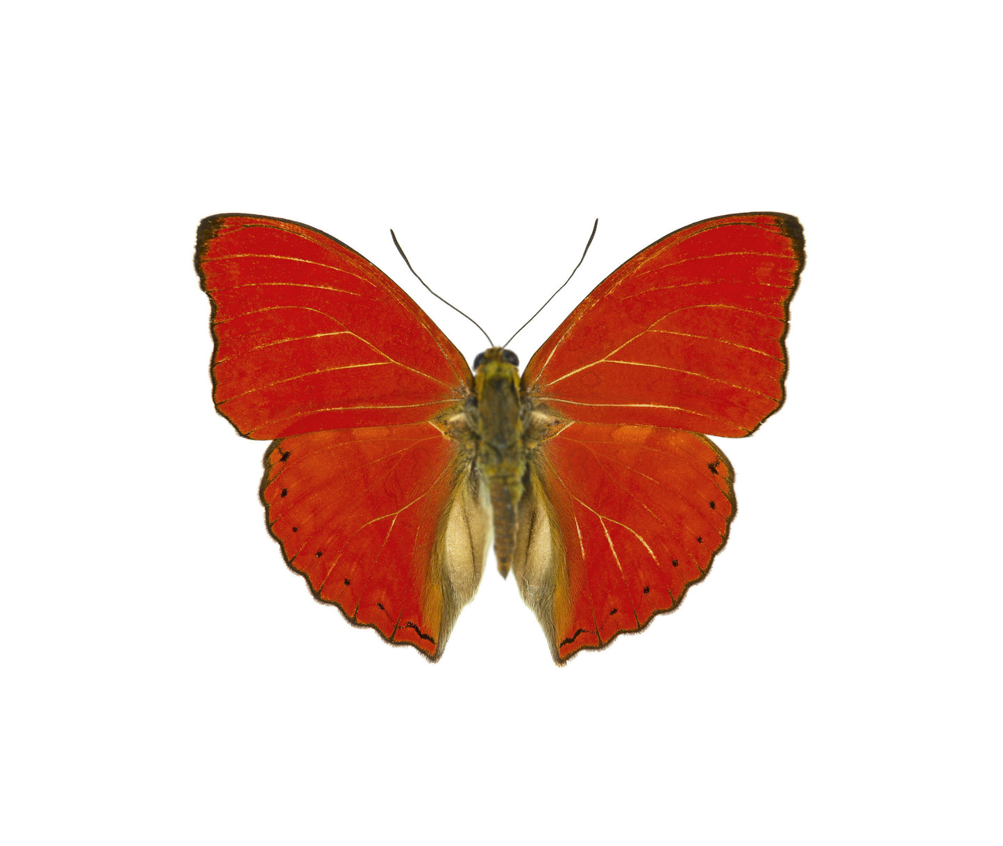 ARETES BARRA ESCARLATA