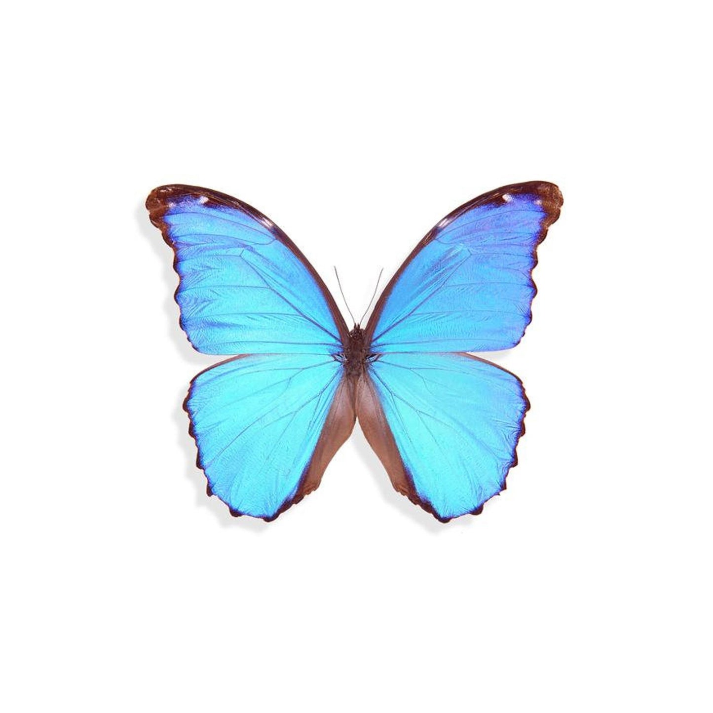 ANILLO MORPHO PEQUEÑO CÍRCULO