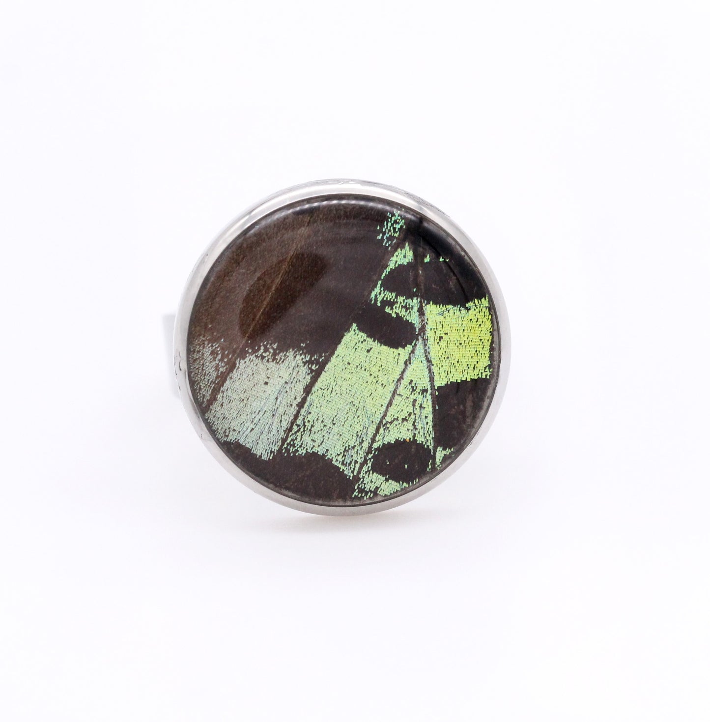 ANILLO URANIA PEQUEÑO CÍRCULO