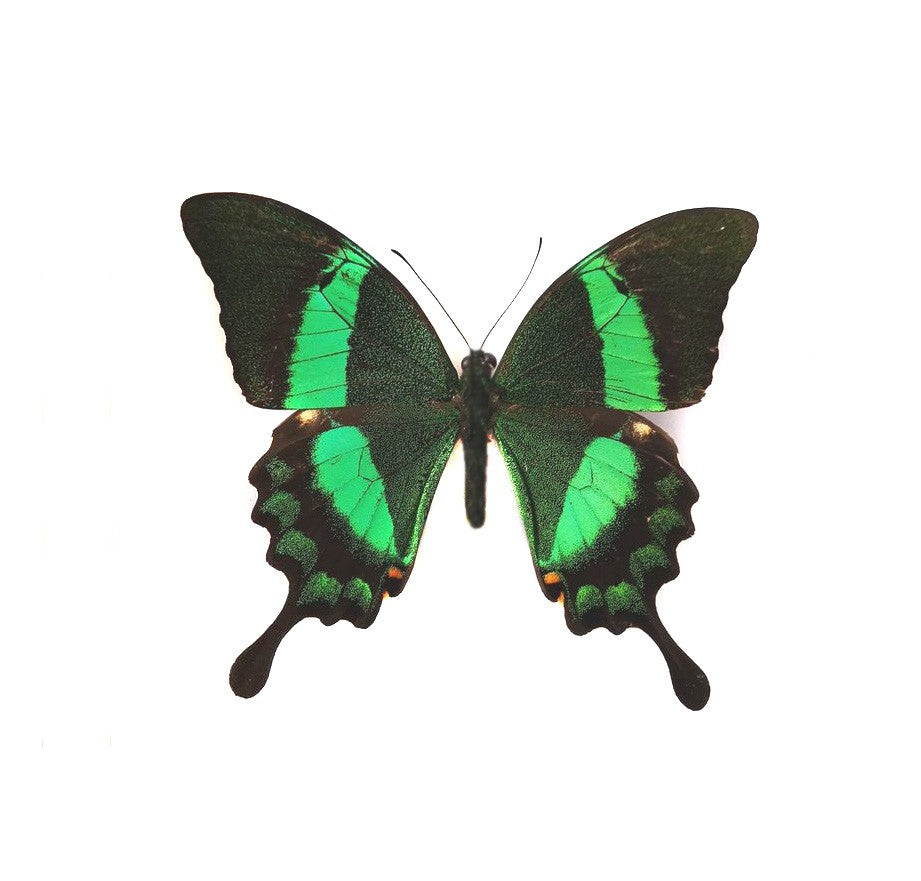 ARETES ACERO ESMERALDA